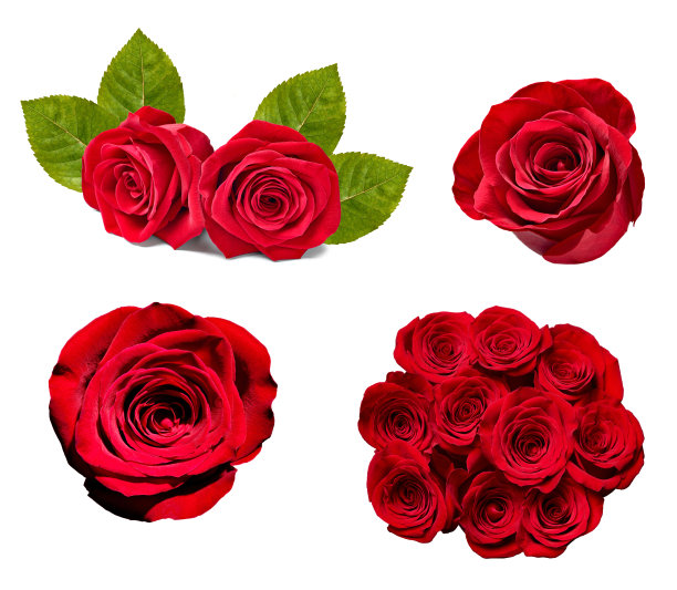 花玫瑰花瓣开花背景图片下载