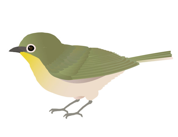 矢量插图的野鸟mejiro熟悉图片下载