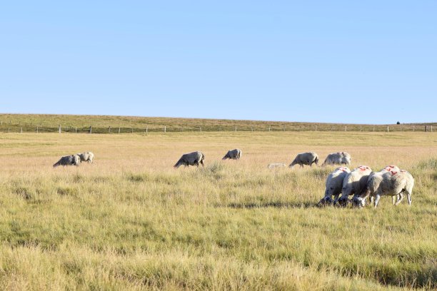 牧羊在山区牧场图片下载