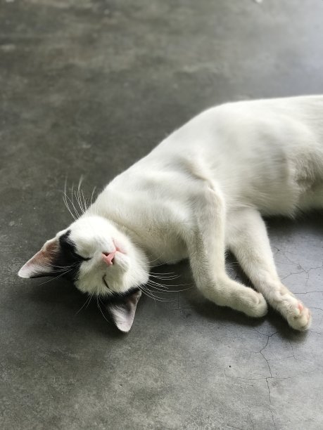 睡觉的猫图片下载