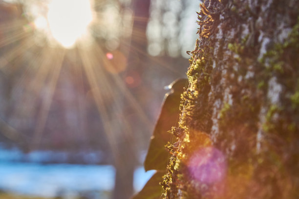 阳光照耀在森林里。冬天的森林景观。森林里的冬天。冬天的阳光照在一棵冬树上。图片下载