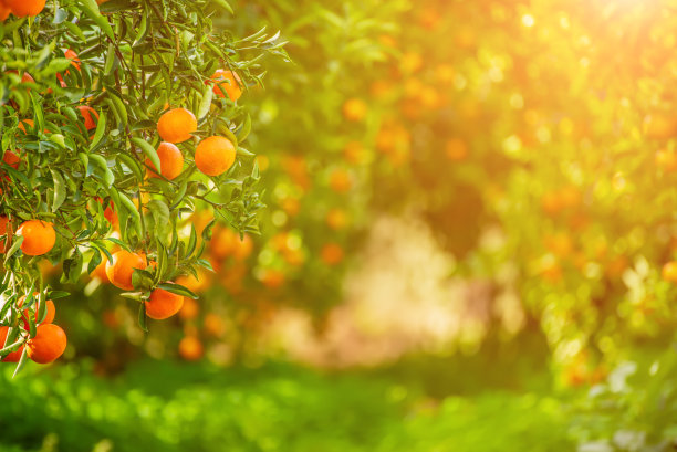 橘色阳光明媚的花园图片下载