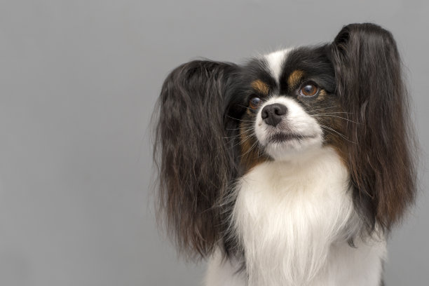 帕皮隆狗图片下载