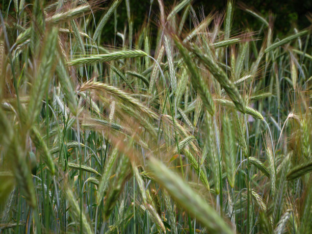 耳朵的小麦图片下载