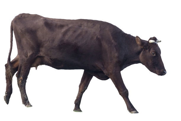 奶牛孤立在白色背景上。饲养奶牛。图片下载