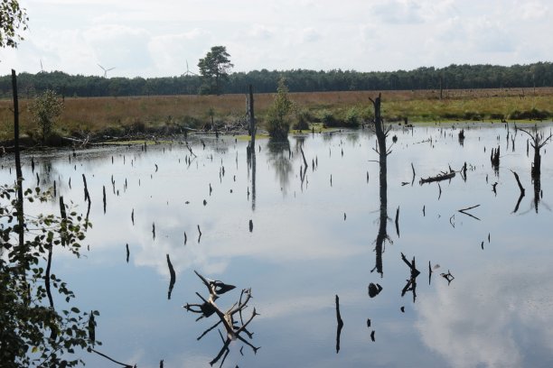 德国Pietzmoor沼泽地的沼泽景观。图片下载