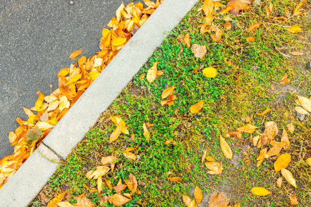 近看路与黄色的秋叶。道路季节性清洁概念图片下载