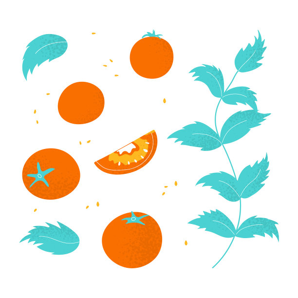 摆放现代平番茄图片下载