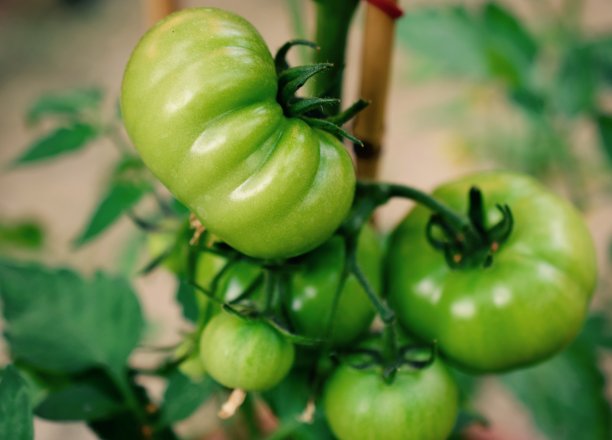 绿色的西红柿图片下载