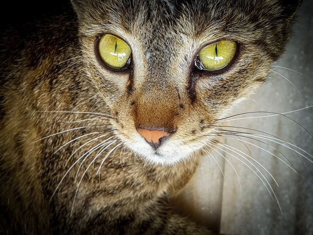 流浪猫的眼泪图片下载