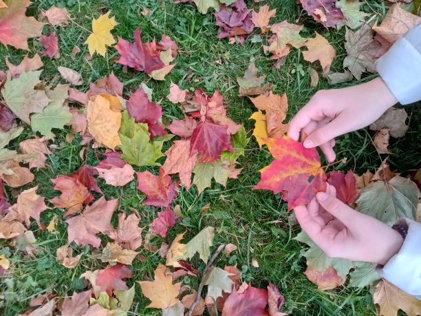 绿草上五颜六色的秋叶图片下载