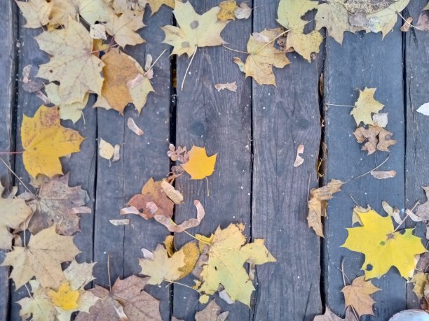 秋天黄色的背景图片下载