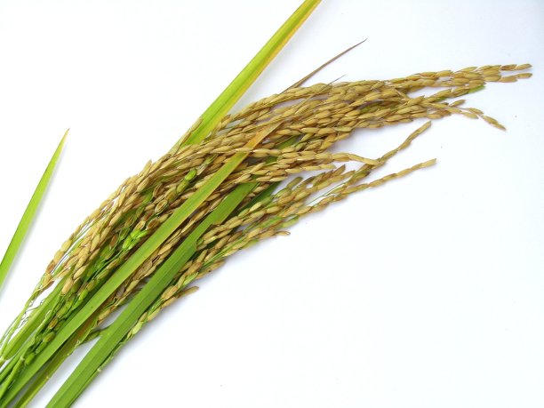 白色背景上的稻田图片下载