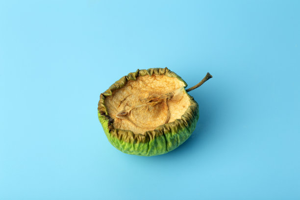 蓝色背景上的老苹果干。腐烂和干瘪的水果和蔬菜。老年与皮肤概念。图片下载