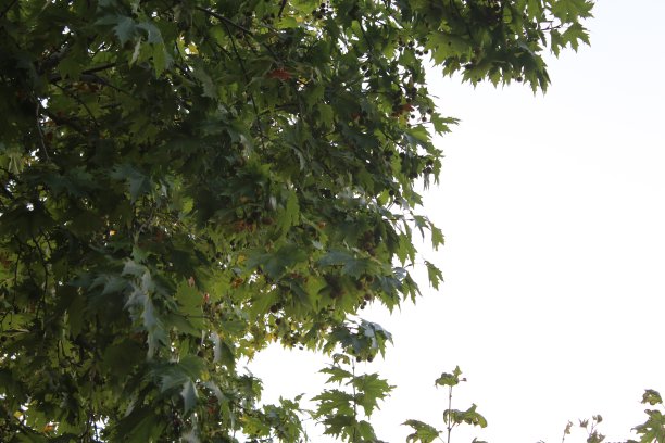 孤立的绿叶和梧桐树与白色的天空图片下载