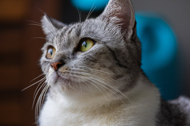 猫脸的特写。一只母猫的肖像。猫看起来既好奇又警觉。详细的图片猫的脸与黄色清澈的眼睛。可爱的猫脸的特写图片下载