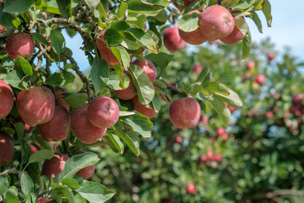 成熟美味的红苹果水果在蓝天的背景图片下载