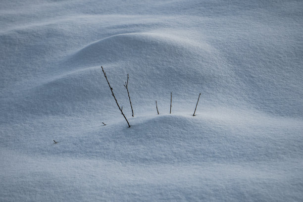 雪,树枝新兴图片下载