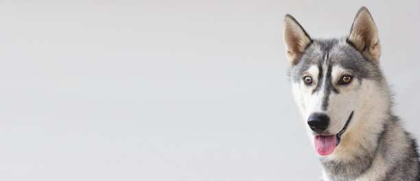 哈士奇狗的肖像图片下载