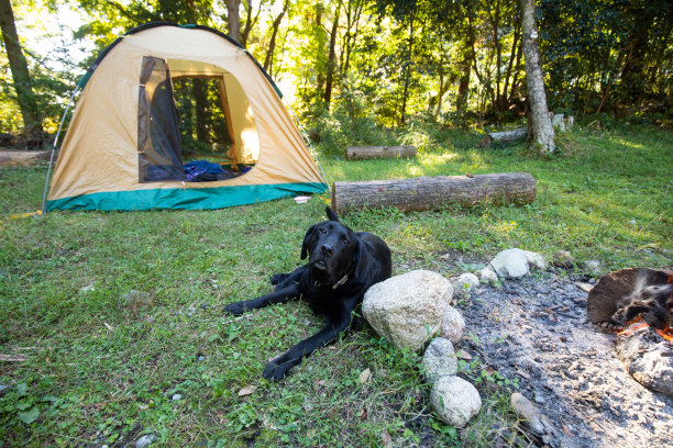一只黑色的拉布拉多狗坐在营地图片下载