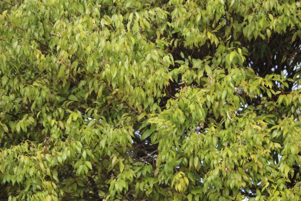 茂密的树叶图片下载