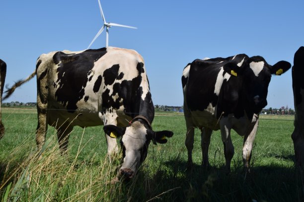 草地上的荷兰奶牛图片下载