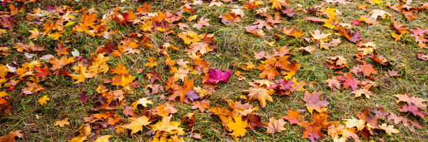 旗帜与秋叶，背景图片下载