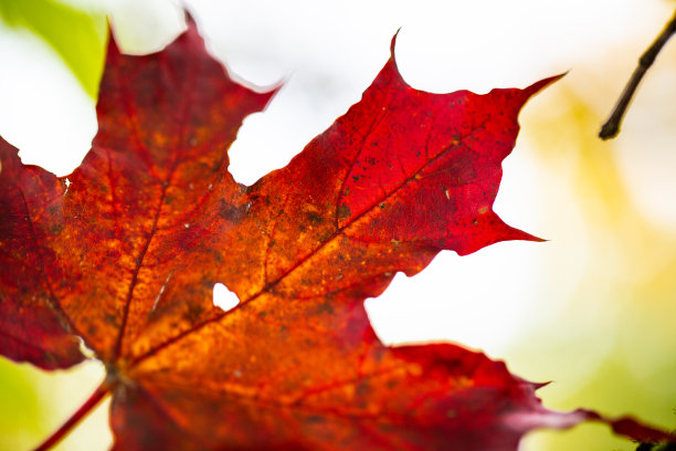 红叶夹在黄叶之间，是秋天图片下载