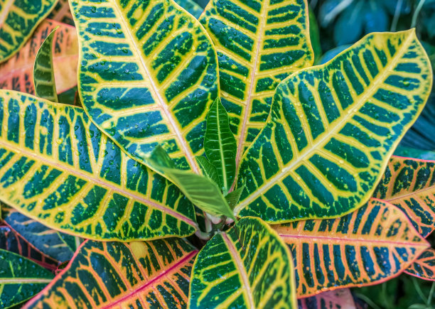 有黄色脉或神经的大叶子。水滴落在新鲜的叶子上。图片下载