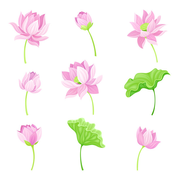 荷花嫩芽在叶柄上开放图片下载