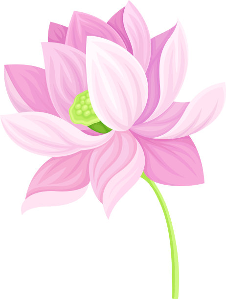 荷花嫩芽在叶柄上开放图片下载