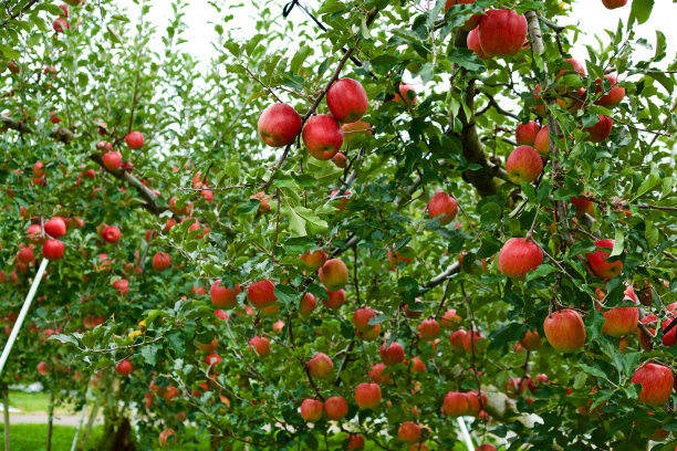 来自日本果园的即将收获的美味红苹果。图片下载