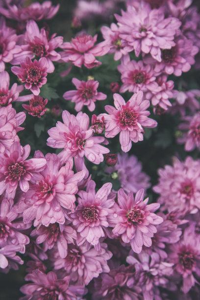 粉红色的菊花壁纸图片下载