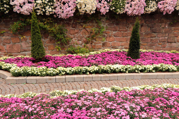 菊花在秋天图片下载