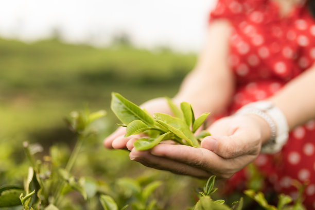 近距离看亚洲妇女的手拿着茶叶，她在种植园里采摘。图片下载