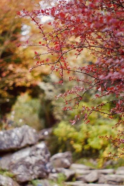 森林里的秋色图片下载