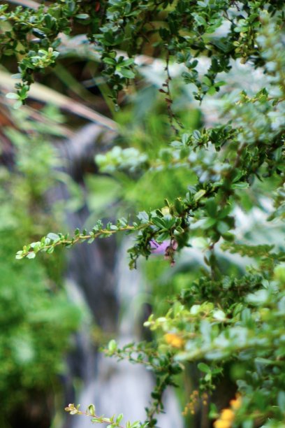 近距离的野花和绿色植物与瀑布运行在背景图片下载