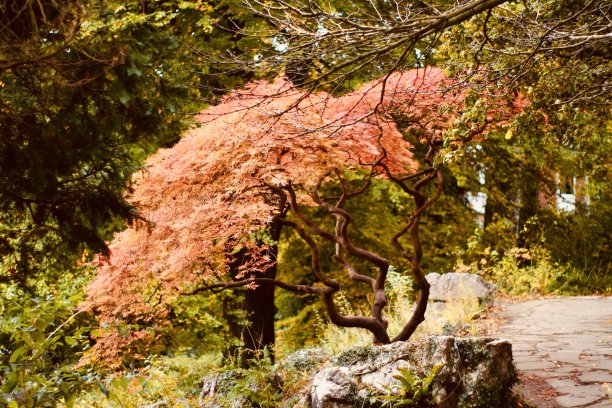 日本枫树在强烈的红色秋天的颜色图片下载