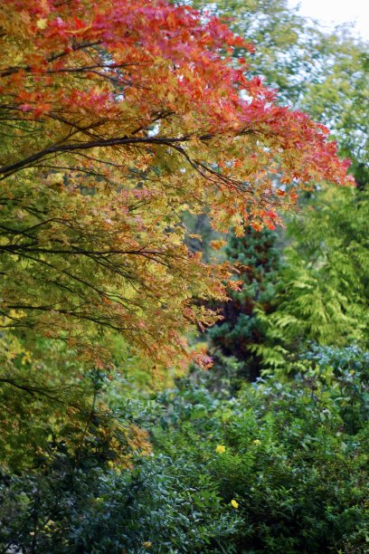 森林里的秋色图片下载