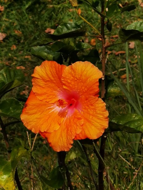 圣华金图片下载