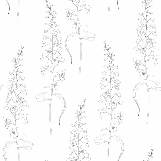 夏日飞燕草无缝图案。田野里的花草。古董植物插图。黑色和白色。图片下载