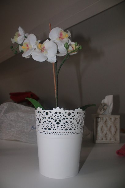 白色兰花在一个同样白色的荚中开花，用作室内装饰图片下载