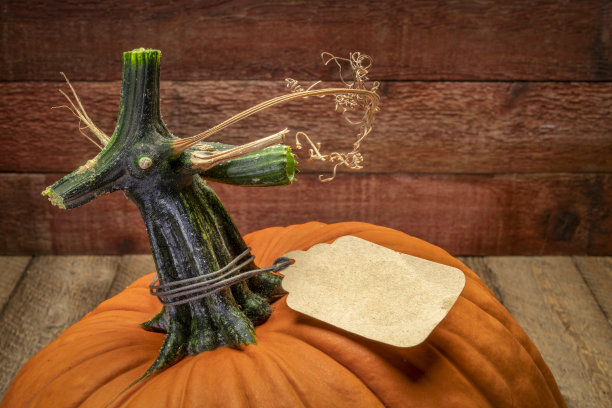 挂着空白价签的南瓜图片下载