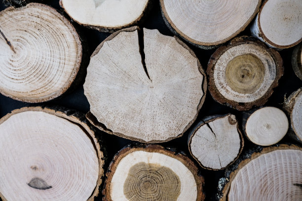 近距离观看砍伐木材原木。图片下载