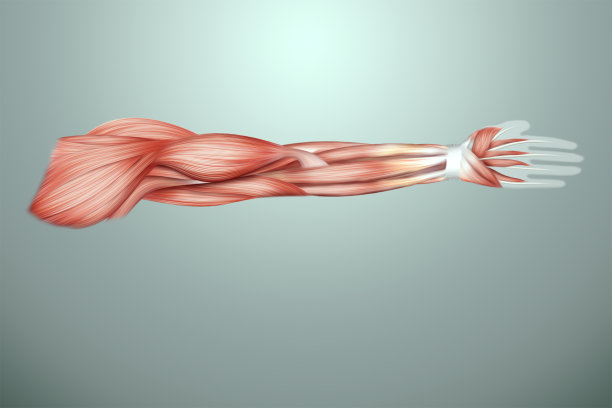 人体手臂肌肉的结构特写，肌肉系统的生物学。人类anotomy概念。3D插图，3D渲染。图片下载