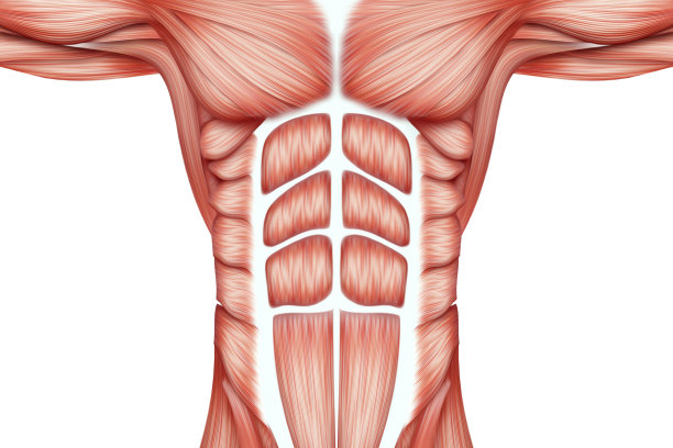 人体躯干肌肉的结构特写，肌肉系统的生物学。人类anotomy概念。3D插图，3D渲染。图片下载