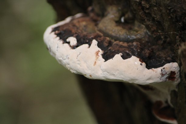 树架真菌图片下载