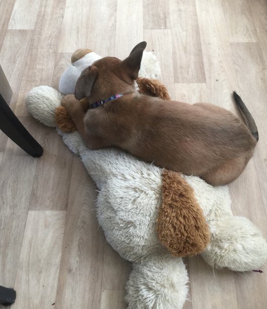 一只马利诺犬和一只玩具狗图片下载