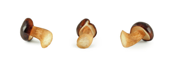 食用菌，分离采集图片下载