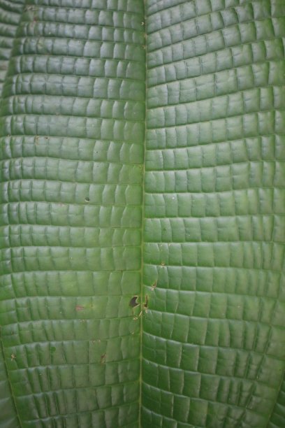 有许多神经对称地把叶子分成方块的绿叶图片下载